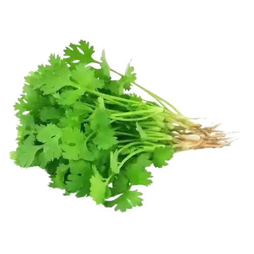 Coriander Leaves