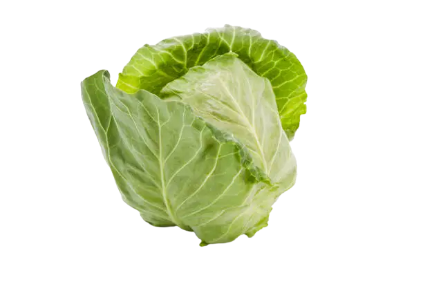 Cabbage